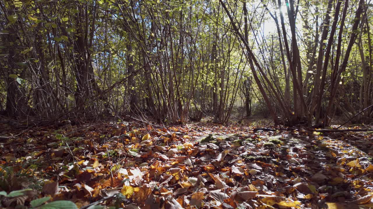 Static cinematic shot of autumn leaves falling onto a sunlit woodland floor in a peaceful forest