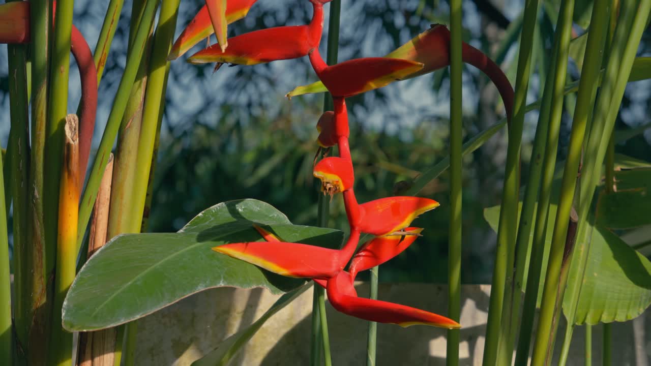 Immagine fissa di una vibrante Heliconia rostrata, fiore a artiglio di aragosta rosso pendente sotto la luce calda del sole, che ne evidenzia i colori tropicali, la forma esotica e i ricchi dettagli naturali in un sereno ambiente da giardino.