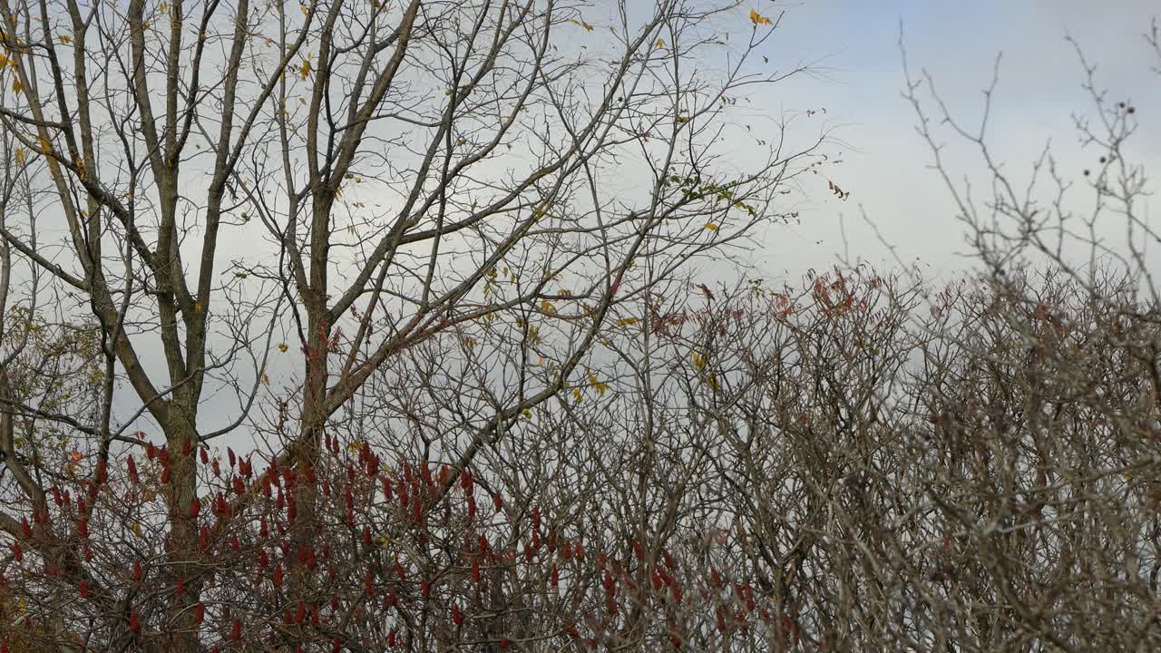 Flock Of Birds Flying Through A Fall Landscape In Gatineau Park, Canada
