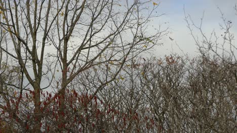 flock of birds flying through a fall landscape in gatineau park, canada