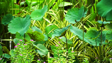 Peaceful-garden-scene-with-beautiful-foliage-and-small-pink-flowers