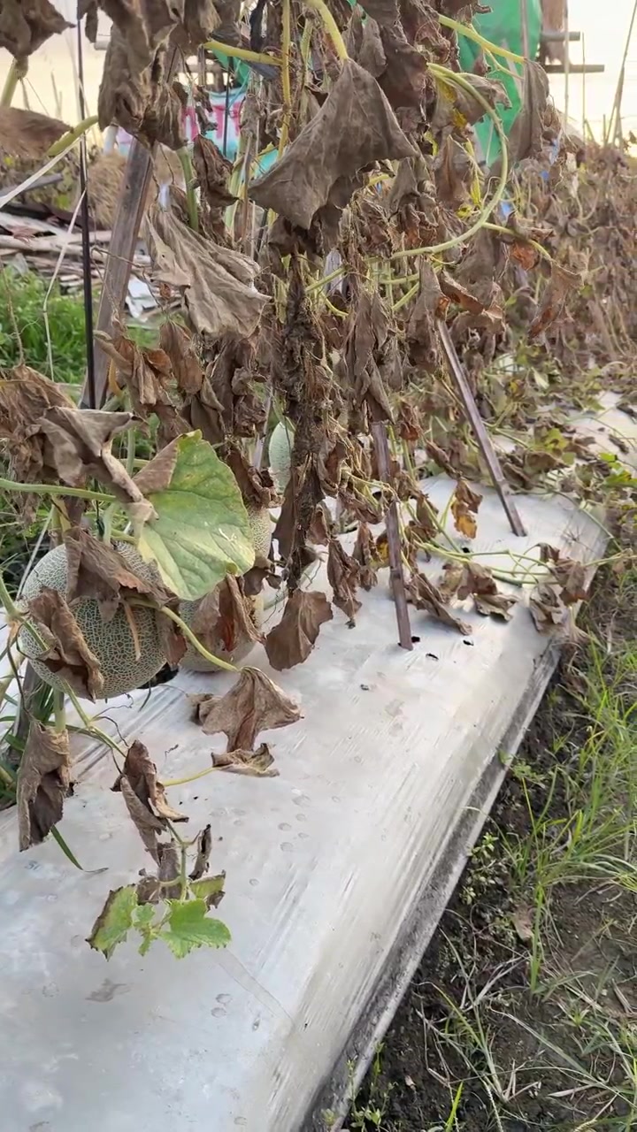 Plantas de Melão Murchas Crescendo em uma Estufa