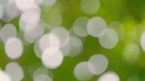 bokeh light from the sun through the leaves.