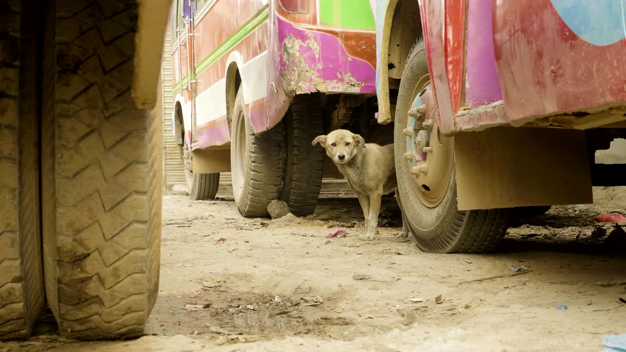un perro sin hogar se esconde debajo del autobús en nepfl.