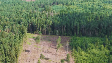 Clouds shadow flow over the sunlit forest of Lithuania, aerial view