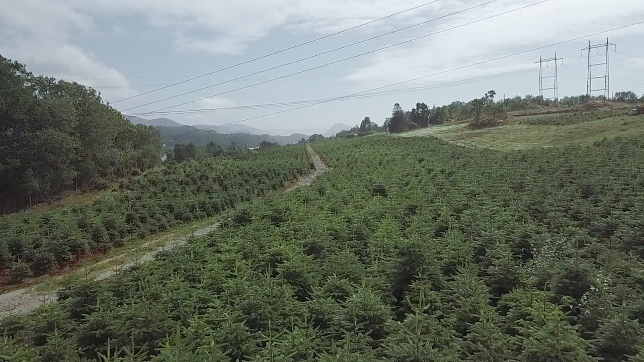 挪威一座圣诞树农场的低空景观