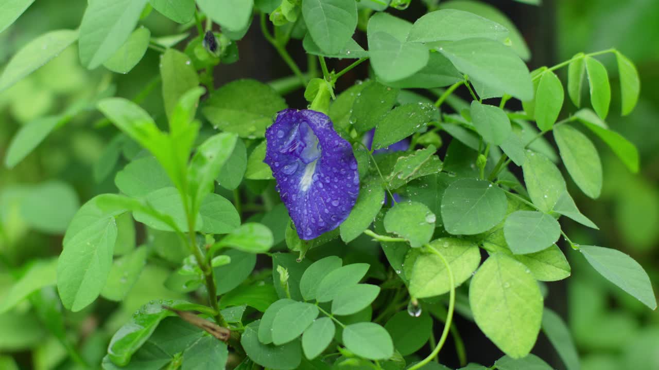 Close-up of a Butterfly Pea Flower with Dew Drops