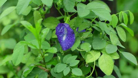 close-up of a butterfly pea flower with dew drops