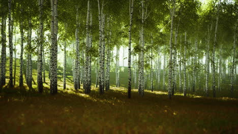 árboles de abedul en la hierba verde