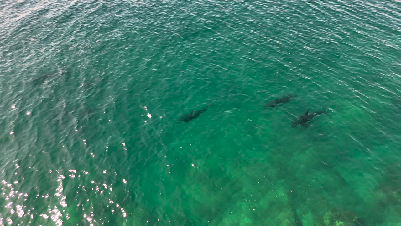 Aerial footage of orcas swimming together in the open waters off Baja California. Tracking drone footage.