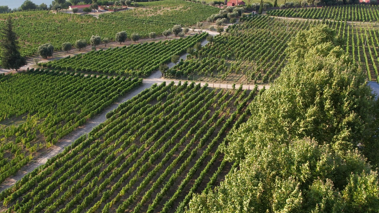 Rows of vineyards unfold across the rural Douro landscape in Régua Portugal