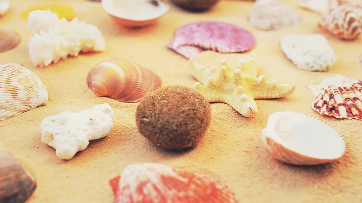 Cockleshells on sand on white background. Shooting with conducting