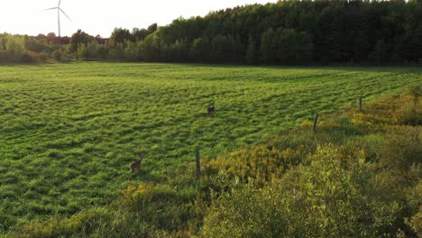 2 venados de cola blanca en el campo al atardecer acercándose a baja