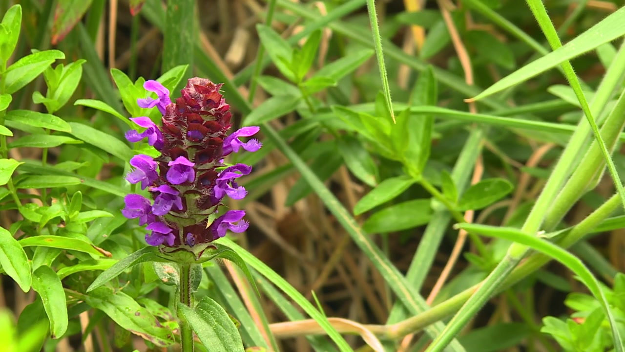 Primer plano de una flor silvestre de consuelda menor morada floreciendo entre la hierba verde.