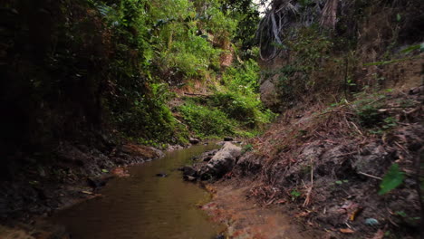 Stunning-jungle-scene