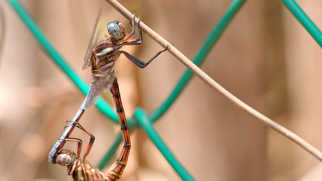 Libellule 'two-striped skimmer' in accoppiamento nella tipica forma a ruota. Teleobiettivo.