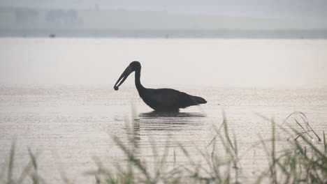 Ein-Wunderschöner-Großer-Afrikanischer-Openbill-Storch,-Der-Eine-Schnecke-Fängt-Und-Schluckt-Und-Dann-Auf-Dem-Viktoriasee-Davonfliegt