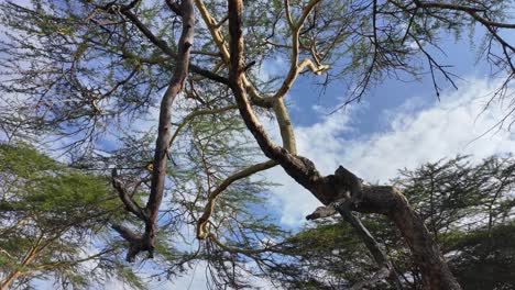 branches of an ages trees meets the sky in national park