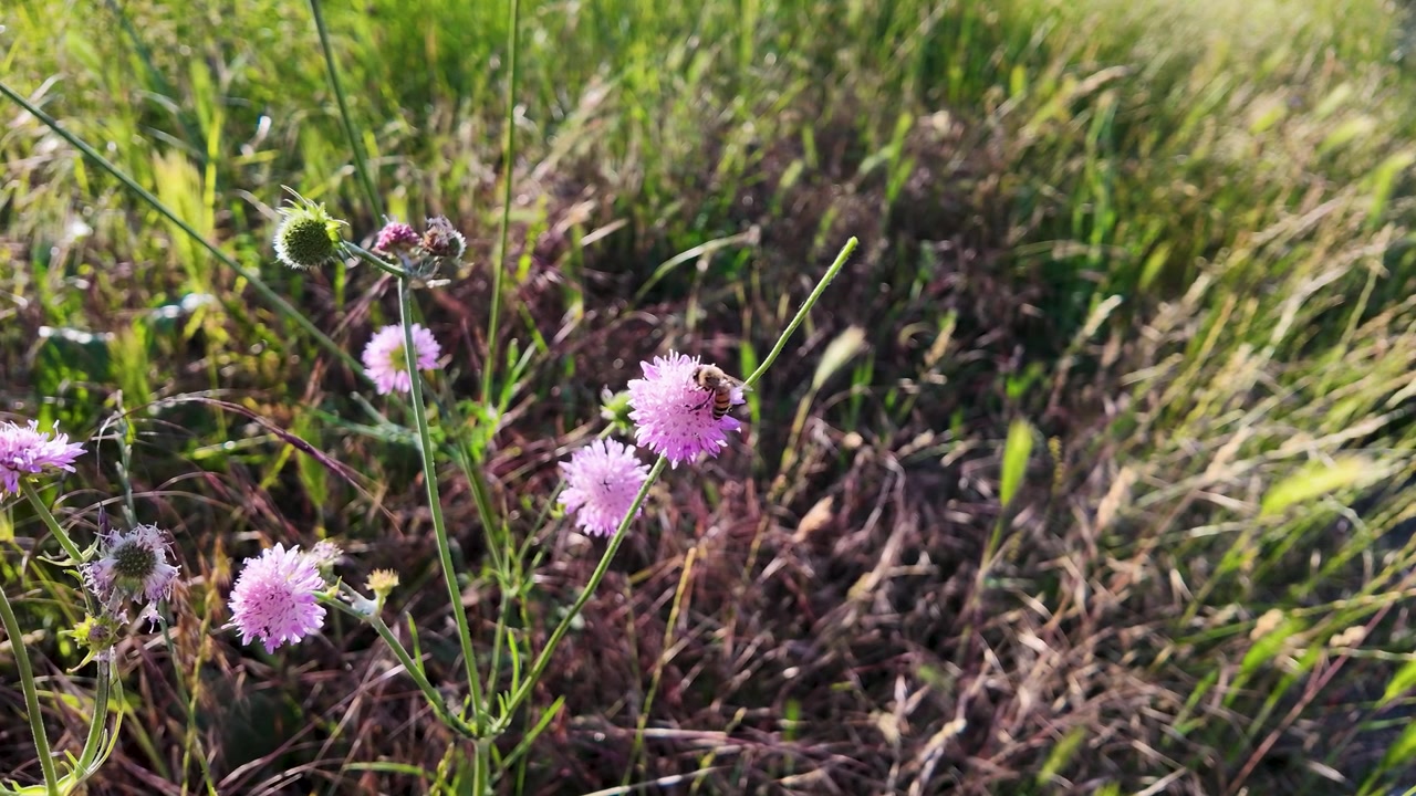 Bi bestøver en lilla vildblomst på en solrig eng.
