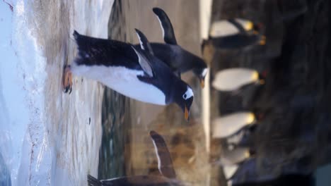 multiple penguins in an enclosure