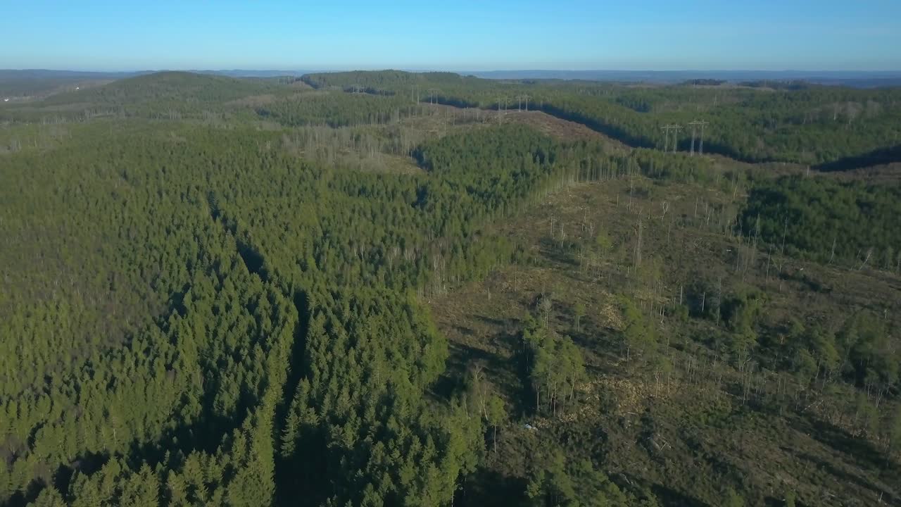 bosque nórdico con deforestación por tala rasa