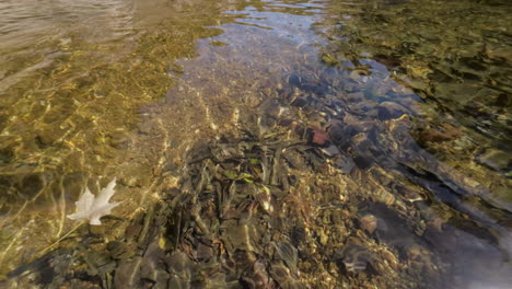 una pequeña hoja flota en un hermoso arroyo de agua dulce en un bonito día de otoño