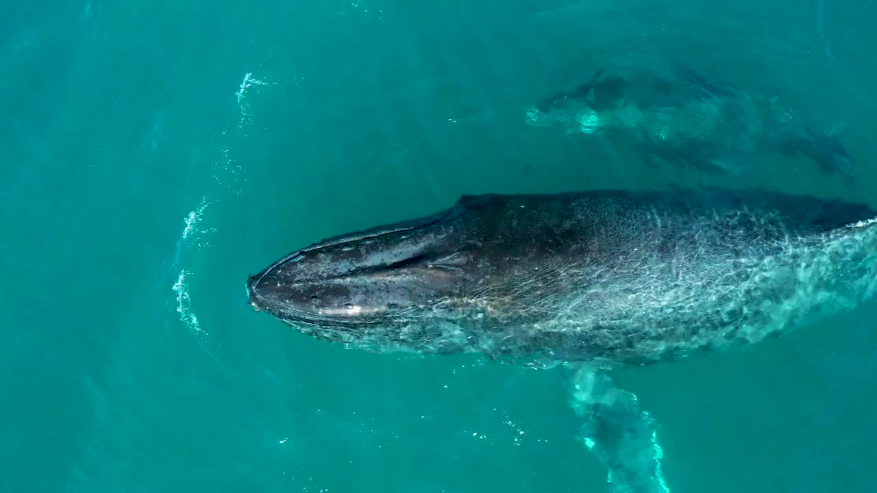 whale mother and her small calf in turquoise ocean water during migration