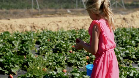 Mädchen-Pflücken-Erdbeeren-Auf-Dem-Bauernhof-4k