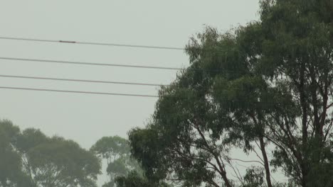 wattlebird flying and landing onto gum trees in heavy rain, grey overcast daytime, maffra, gippsland, victoria, australia