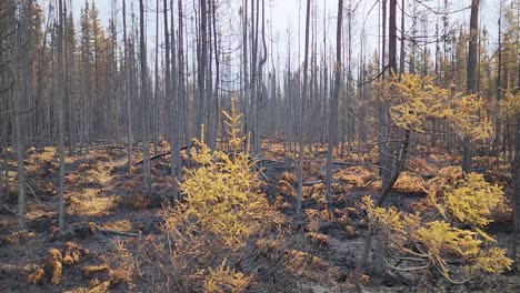 dolly left shot forest ground in kirkland lake after forest fire