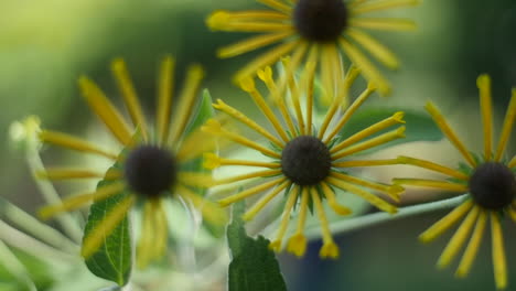 Gelbe-Blumen-Mit-Federn,-Braunäugige-Susan