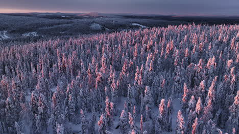 panoramic drone shot circling snow covered forest, dramatic sunset in lapland