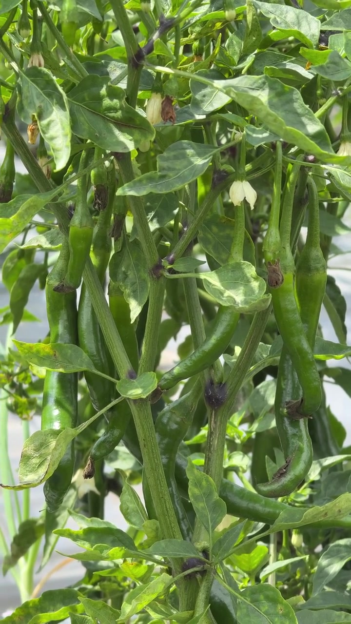 Green Chili Peppers Growing on Plant in Garden