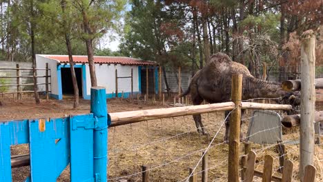 Dromedario-Comiendo-Tranquilamente-En-Su-Recinto-En-Una-Granja-Muy-Feliz