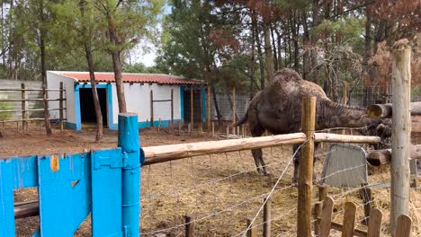 dromedario comiendo pacíficamente en su recinto en una granja muy feliz