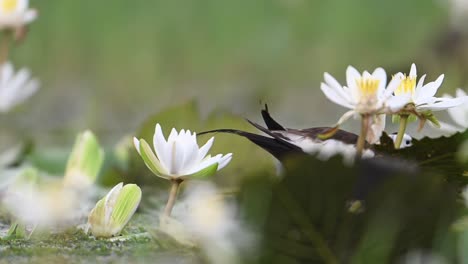 Primer-Plano-De-Jacana-De-Cola-De-Faisán-Alimentándose-De-Flores-De-Nenúfar-Blanco