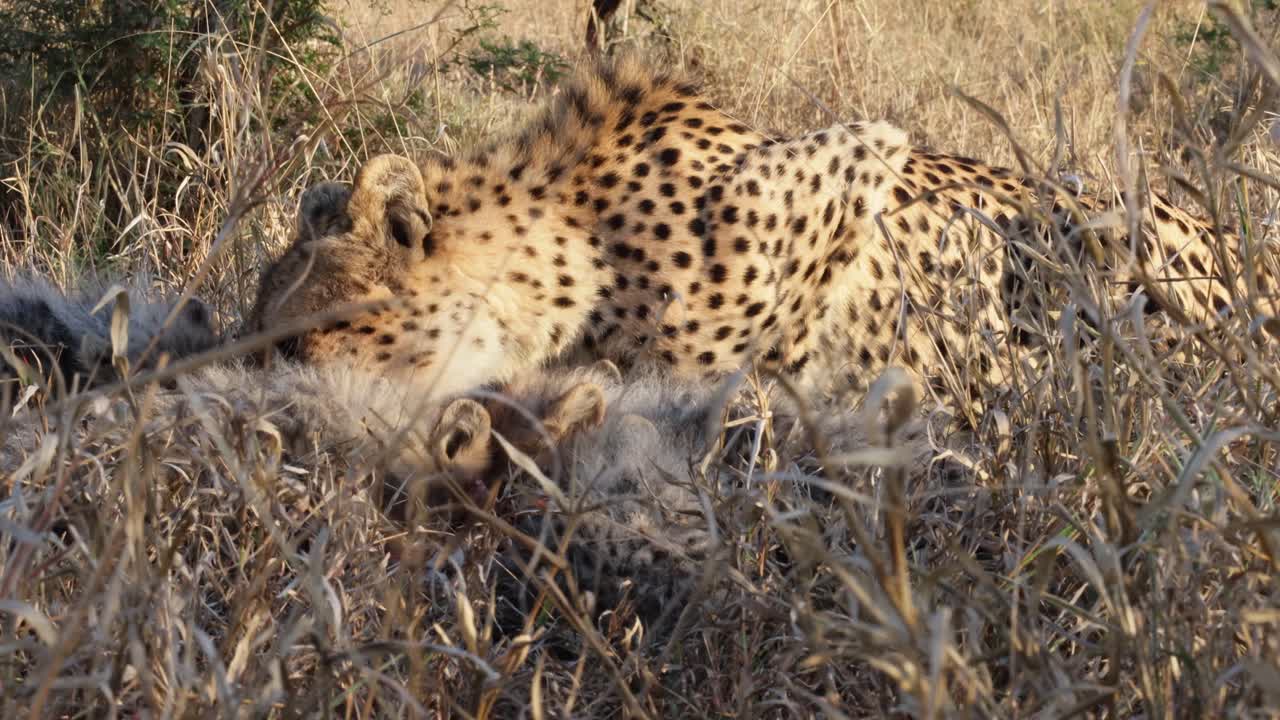 사랑스러운 배고픈 치타 새끼는 엄마와 함께 풀밭에 숨겨진 영양을 먹습니다.