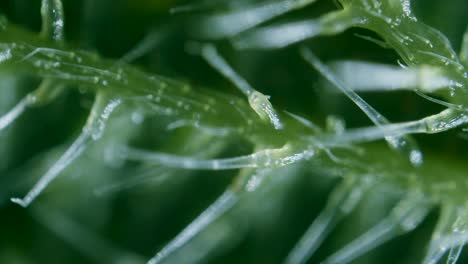 stinging nettle leaf needles under microscope dark field view