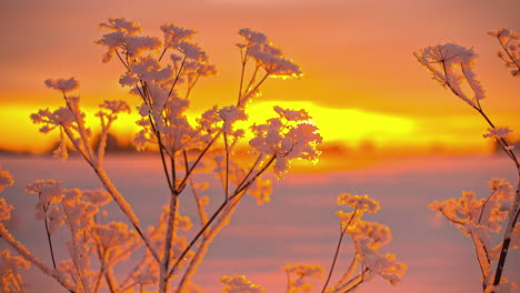 a frozen plant in a winter landscape with an orange sunset in the background