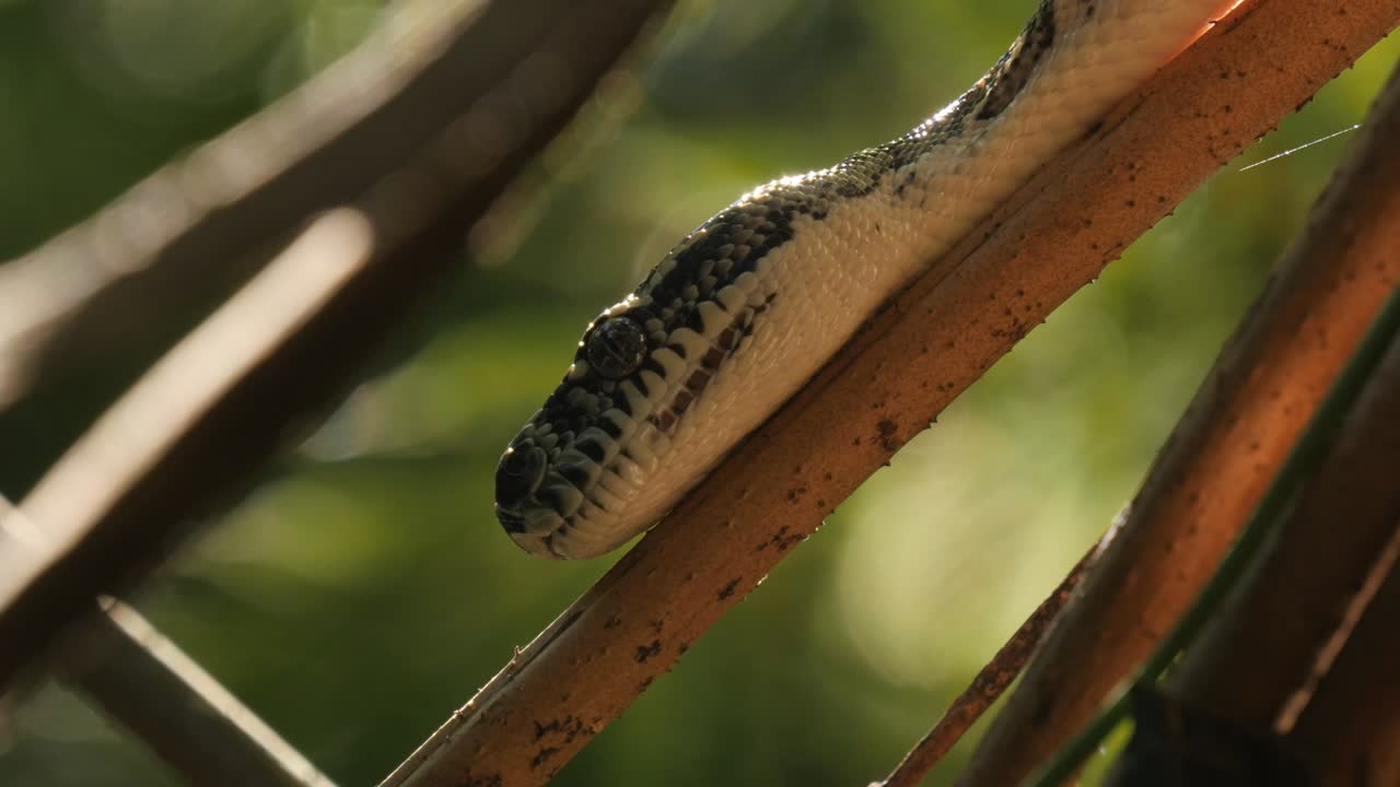 reptil serpiente de primer plano cazando en la selva tropical - pitón diamante