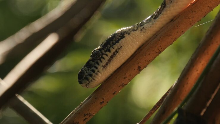 Snake reptile closeup hunting in rain forest - Diamond Python