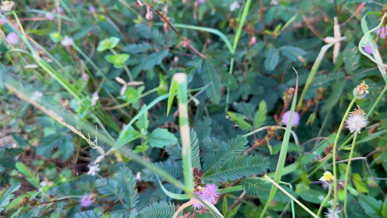 Close-up of Mimosa pudica leaves folding from touch, natural daylight, steady camera, lush greenery
