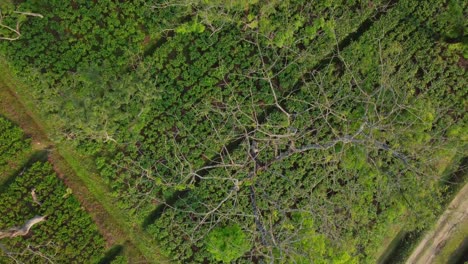 Ariel-or-drone-view-sort-of-tea-garden-Assam