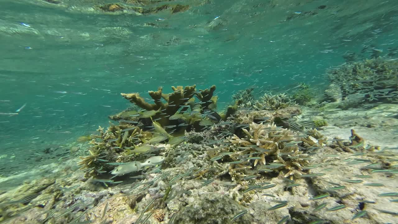 aguas poco profundas turquesas, arrecifes coloridos bajo el agua los rocas, venezuela