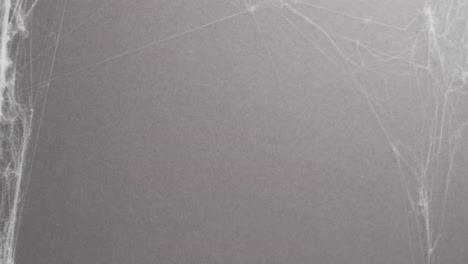 Video-of-halloween-spider-and-spider's-web-and-copy-space-on-grey-background