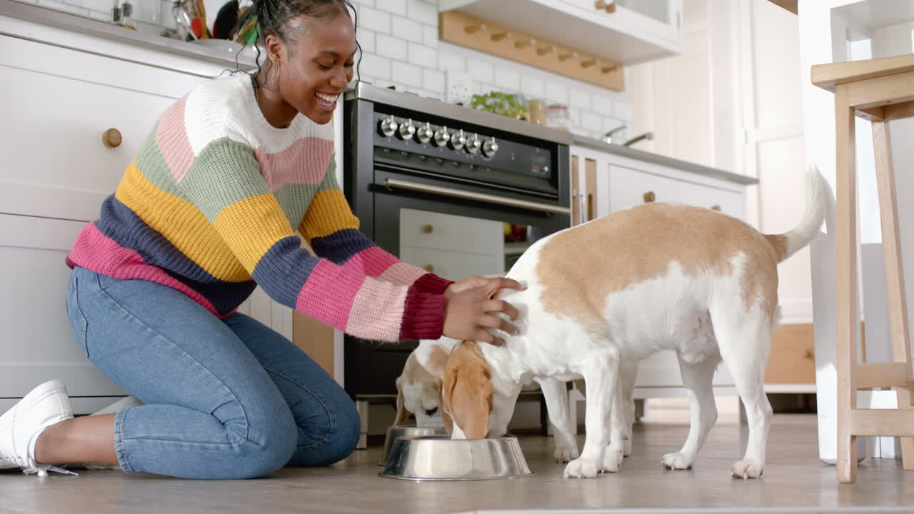 Jovem mulher afro-americana usando suéter colorido alimentando cachorro na cozinha, em casa.