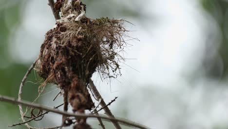 flies towards its nest with food and then feeds its nestling, olive-backed sunbird cinnyris jugularis, thailand