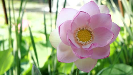 front close-up view of majestic lotus flower, slow motion, summertime