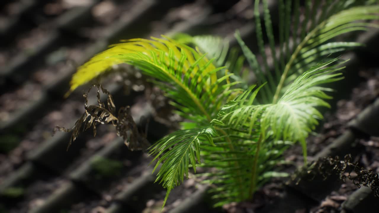 ⁇ 은 지붕 에 있는 모스 와 페른