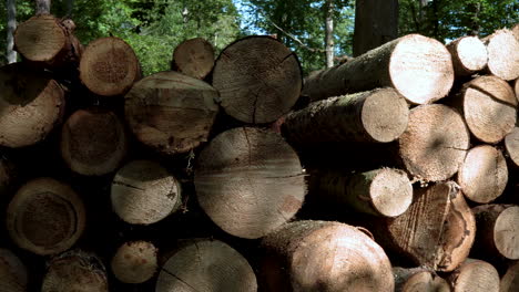 Wooden-Logs-In-The-Forest-During-Daylight-In-Koleczkowo,-Poland